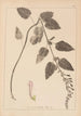 Ranskalaisen kasvilajiston herbarium Pl0880 - Louis Antoine Cusin — näkymä teoksesta