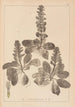 Ranskalaisen kasvilajiston herbarium Pl0895 - Louis Antoine Cusin — näkymä teoksesta