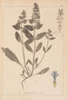 Ranskalaisen kasvilajiston herbarium Pl0896 - Louis Antoine Cusin — näkymä teoksesta