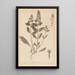 Ranskalaisen kasvilajiston herbarium Pl0896 - Louis Antoine Cusin — kehystetty taideteos seinällä