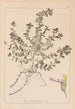 Ranskalaisen kasvilajiston herbarium Pl0903 - Louis Antoine Cusin — näkymä teoksesta