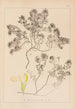 Ranskalaisen kasvilajiston herbarium Pl0912 - Louis Antoine Cusin — näkymä teoksesta