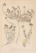 Ranskalaisen kasvilajiston herbarium Pl0914 - Louis Antoine Cusin — näkymä teoksesta