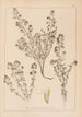 Ranskalaisen kasvilajiston herbarium Pl0915 - Louis Antoine Cusin — näkymä teoksesta