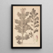 Ranskalaisen kasvilajiston herbarium Pl0916 - Louis Antoine Cusin — kehystetty taideteos seinällä