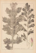 Ranskalaisen kasvilajiston herbarium Pl0916 - Louis Antoine Cusin — näkymä teoksesta