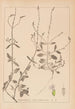 Ranskalaisen kasvilajiston herbarium Pl0917 - Louis Antoine Cusin — näkymä teoksesta