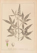 Ranskalaisen kasvilajiston herbarium Pl0918 - Louis Antoine Cusin — näkymä teoksesta