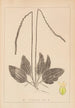 Ranskalaisen kasvilajiston herbarium Pl0922 - Louis Antoine Cusin — näkymä teoksesta