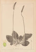 Ranskan kasvilajiston herbarium Pl0923 - Louis Antoine Cusin — näkymä teoksesta