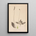 Ranskan kasvilajiston herbarium Pl0924 - Louis Antoine Cusin — kehystetty taideteos seinällä