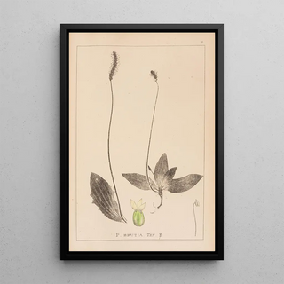 Louis Antoine Cusin - Herbier de la flore franaise Pl0924.webp