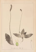 Ranskan kasvilajiston herbarium Pl0924 - Louis Antoine Cusin — näkymä teoksesta