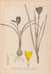 Ranskan kasvilajiston herbarium Pl0958 - Louis Antoine Cusin — näkymä teoksesta