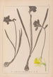 Ranskan kasvilajiston herbarium Pl0960 - Louis Antoine Cusin — näkymä teoksesta
