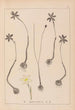 Ranskan kasvilajiston herbarium Pl0969 - Louis Antoine Cusin — näkymä teoksesta
