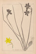Ranskan kasvilajiston herbarium Pl0970 - Louis Antoine Cusin — näkymä teoksesta