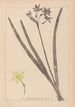 Ranskan kasvilajiston herbarium Pl0971 - Louis Antoine Cusin — näkymä teoksesta