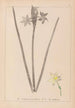 Ranskan kasvilajiston herbarium Pl0972 - Louis Antoine Cusin — näkymä teoksesta