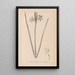 Ranskan kasvilajiston herbarium Pl0972 - Louis Antoine Cusin — kehystetty taideteos seinällä
