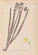 Ranskan kasvilajiston herbarium Pl0973 - Louis Antoine Cusin — näkymä teoksesta