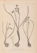 Ranskan kasvilajiston herbarium Pl0974 - Louis Antoine Cusin — näkymä teoksesta