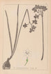 Ranskan kasvilajiston herbarium Pl0975 - Louis Antoine Cusin — näkymä teoksesta