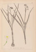 Ranskan kasvilajiston herbarium Pl0976 - Louis Antoine Cusin — näkymä teoksesta