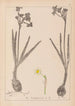 Ranskan kasvilajiston herbarium Pl0977 - Louis Antoine Cusin — näkymä teoksesta