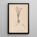 Ranskan kasvilajiston herbarium Pl0978 - Louis Antoine Cusin — kehystetty taideteos seinällä
