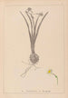 Ranskan kasvilajiston herbarium Pl0978 - Louis Antoine Cusin — näkymä teoksesta