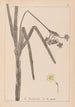 Ranskan kasvilajiston herbarium Pl0979 - Louis Antoine Cusin — näkymä teoksesta