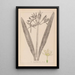 Ranskan kasvilajiston herbarium Pl0980 - Louis Antoine Cusin — kehystetty taideteos seinällä