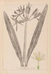 Ranskan kasvilajiston herbarium Pl0980 - Louis Antoine Cusin — näkymä teoksesta