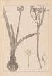 Ranskan kasvilajiston herbarium Pl0981 - Louis Antoine Cusin — näkymä teoksesta