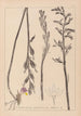 Ranskan kasvilajiston herbarium Pl0982 - Louis Antoine Cusin — näkymä teoksesta