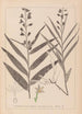 Ranskan kasvilajiston herbarium Pl0983 - Louis Antoine Cusin — näkymä teoksesta
