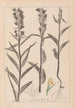 Ranskan kasvilajiston herbarium Pl0984 - Louis Antoine Cusin — näkymä teoksesta