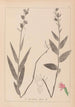 Ranskan kasvilajiston herbarium Pl0985 - Louis Antoine Cusin — näkymä teoksesta
