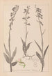 Ranskan kasvilajiston herbarium Pl0986 - Louis Antoine Cusin — näkymä teoksesta