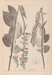 Ranskan kasvilajiston herbarium Pl0987 - Louis Antoine Cusin — näkymä teoksesta