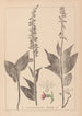 Ranskan kasvilajiston herbarium Pl0988 - Louis Antoine Cusin — näkymä teoksesta