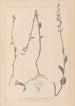 Ranskan kasvilajiston herbarium Pl0989 - Louis Antoine Cusin — näkymä teoksesta