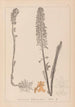 Ranskan kasvilajiston herbarium Pl0990 - Louis Antoine Cusin — näkymä teoksesta