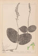 Ranskan kasvilajiston herbarium Pl0991 - Louis Antoine Cusin — näkymä teoksesta