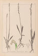Ranskan kasvilajiston herbarium Pl0993 - Louis Antoine Cusin — näkymä teoksesta
