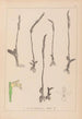 Ranskan kasvilajiston herbarium Pl0994 - Louis Antoine Cusin — näkymä teoksesta