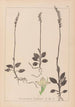 Ranskan kasvilajiston herbarium Pl0995 - Louis Antoine Cusin — näkymä teoksesta