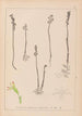 Ranskan kasvilajiston herbarium Pl0996 - Louis Antoine Cusin — näkymä teoksesta