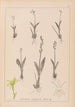 Ranskan kasvilajiston herbarium Pl0997 - Louis Antoine Cusin — näkymä teoksesta